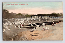 1907. CHICKEN RANCH AT PETALUMA, CAL. POSTCARD DD16 picture