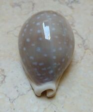 F Cypraea camelopardalis F+++ F++++ 65.5 mm stunning shell super natural glossy picture