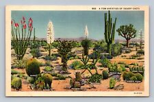 Postcard - A Few Varieties of Desert Cacti picture