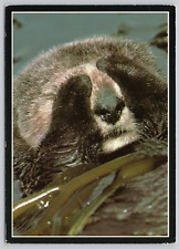 Sea Otter, Pacific Coast Wildlife, California 4x6 Postcard picture