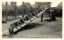 RPPC Postcard A Contented Group at Gay's Lion farm El Monte CA 108 picture