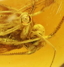 Detailed Trichoptera (Caddisfly), Fossil Inclusion in Dominican Amber picture