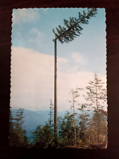 Lumber Jack Topping a Spar Tree Tall Fir Using 15 lb Saw Vintage Postcard Unused picture