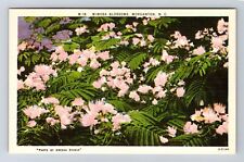 Morganton NC-North Carolina, Scenic Mimosa Blossoms, Souvenir Vintage Postcard picture