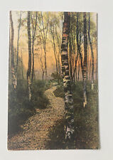 Trees in Autumn Fall Color Foliage Vintage Postcard Antique Hand Colored picture