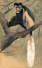 Oil painting Friedrich+Wilhelm+Kuhnert-Kilimandjaro-seidenaffe marmoset monkey picture