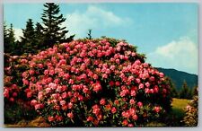 Purple Rhododendron Catawhinese Flowers Forest Mountains Ektachrome VTG Postcard picture