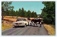 1965 Donkeys Begging For Handout Road Cars Black Hills South Dakota SD Postcard picture