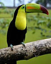 YELLOW-THROATED TOUCAN Ramphastidae Glossy 8x10 Photo Print Poster Bird picture