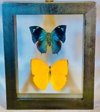 2 Real Butterflies in black frame double glass A+ grade specimen picture