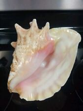 NATURAL QUEEN CONCH SHELL Massive 8x7x5.5, CLEAN - PINK, BEIGE Beach House Decor picture