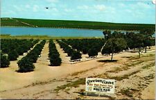 Governors Grove Clermont Florida FL Rows State Trees Blue Water Postcard Note PM picture