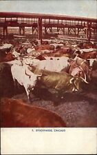 Illinois Chicago Stockyards cattle ~ postcard  sku887 picture