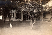 RPPC Border Collie Dog Puppy  Colonial House   Real Photo Postcard  c1910 picture