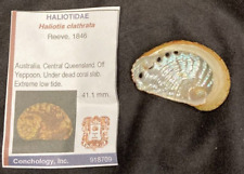 HALIOTIDAE Haliotis clathrata 41.1 mm Queensland off Yeppoon, Australia picture