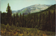 Trinity Alps Wilderness N. California Trees Granite Peaks c1960's Postcard UNP picture