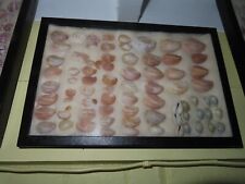 Vintage Estate Seashell Collections n Large Riker Display Box Cowrie Cypraea Mon picture