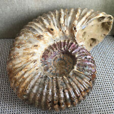 3.7kg Natural polishing conch Ammonite fossil specimens of Madagascar  B2299 picture