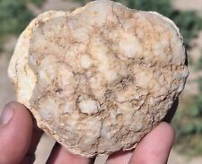 GF16 Geodized Fossil SHELLGeode Indiana Fossilized BRACHIOPOD rare Uncut Rough picture