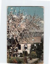 Postcard Cherry Blossom Tree in Bloom picture