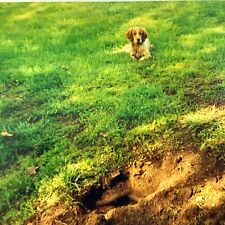Kc) FOUND PHOTO Photograph Snapshot 4x6 Cute Guilty Dog Hole Grass Yard  picture