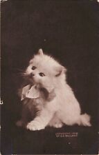 Cute White Cat Kitten A/S Bullard 1910 Postcard picture
