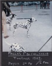 VINTAGE PHOTOGRAPH 1967-70 DALMATIAN DOG/PUPPY POSING ON LEASH FRANCE OLD PHOTO picture