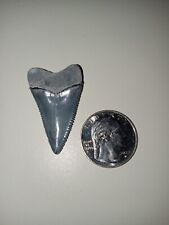 Great White Shark Tooth picture