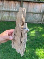 Texas Petrified Live Oak Wood Agatized Scar 12