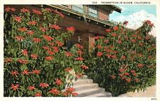 Vintage Postcard 1929 Poinsettias in Bloom California CA Pub. Western Publishing picture