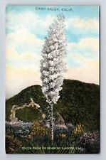Camp Baldy CA-California, Yucca Palm or Spanish Dagger, Vintage Postcard picture