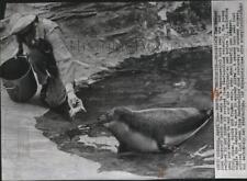 1959 Press Photo Brookfield zoo keeper John Woodruff feeds harp seal - spa74781 picture