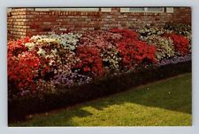 McComb MS-Mississippi, Azaleas in Full Bloom, Antique Vintage Postcard picture