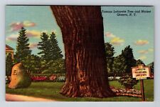 Geneva NY-New York, Famous Lafayette Tree & Marker, Antique Vintage Postcard picture