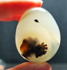 TOP 55G Natural Polished Aquatic Plants Agate EGG Crystal Madagascar B30 picture