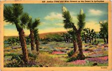 Vintage Postcard Riverside CA Joshua Tree Cacti Spring Desert Wild Flowers 1950s picture