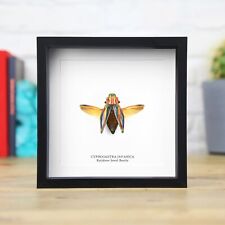 Rainbow Jewel Beetle (Cyphogastra javanica) Handcrafted Beetle Frame Home Decor picture