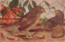BIRDS OF INDIA. Bengal Jungle-Babbler Seven Sisters (Turdoides terricolor) 1924 picture