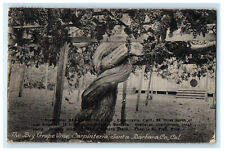 c1910s The Big Grape Vine, Carpinteria Santa Barbara California CA Postcard picture