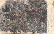 c.1905 PT Randall Orange Grove Conner Landing Ocklawaha River FL post card picture