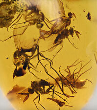 Detailed Swarm of Brachycera (Flies), Fossil inclusion in Burmese Amber picture