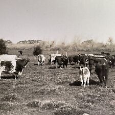 Antique 1918 Shorthorn Cattle La Plata Argentina Stereoview Photo Card P1367 picture