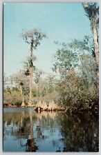 Okefenokee Swamp Land Trembling Earth Georgia Reflections Vintage UNP Postcard picture