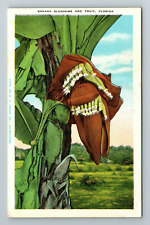 FL-Florida, Banana Blossoms And Fruit, Scenic Nature View, Vintage Postcard picture