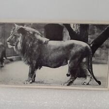 RPPC African Lion Postcard U.S. National Zoological Park March 31, 1946 WA DC  picture