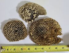 3 Real Paper Wasp Nests Hornet Yellow Jacket Honeycomb Some Closed Cells picture
