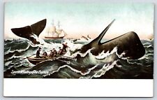 Sperm Whaling The Capture Vintage Postcard picture