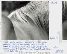 1994 Press Photo Palomino named Brand wears a course mane of yellow-like hair picture