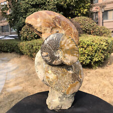 8.88LB TOP Natural Beautiful ammonite fossil conch Crystal specimen heals picture