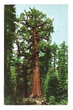 Yosemite California CA Postcard The Grizzly Giant Tree Mariposa Grove picture